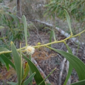 Acacia implexa at Campbell, ACT - 13 Jun 2020