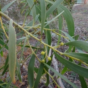 Acacia implexa at Campbell, ACT - 13 Jun 2020