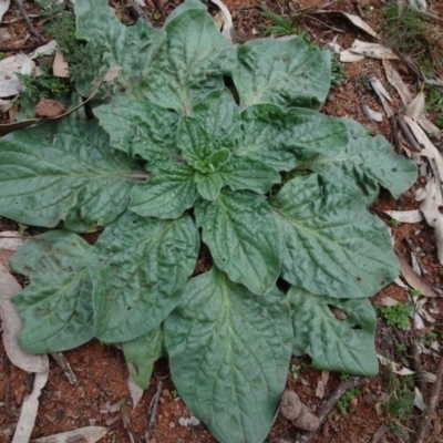 Echium plantagineum (Paterson's Curse) at Campbell, ACT - 13 Jun 2020 by AndyRussell