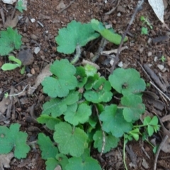 Hydrocotyle laxiflora (Stinking Pennywort) at Mount Pleasant - 13 Jun 2020 by AndyRussell