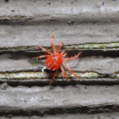 Anystidae (family) (Unidentified anystid mite) at ANBG - 21 Jun 2020 by TimL