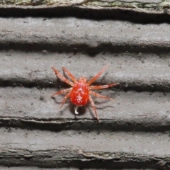 Anystidae (family) at Hackett, ACT - 21 Jun 2020