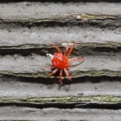 Anystidae (family) at Hackett, ACT - 21 Jun 2020