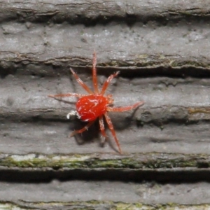 Anystidae (family) at Hackett, ACT - 21 Jun 2020