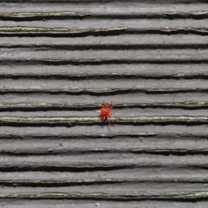 Anystidae (family) at Hackett, ACT - 21 Jun 2020