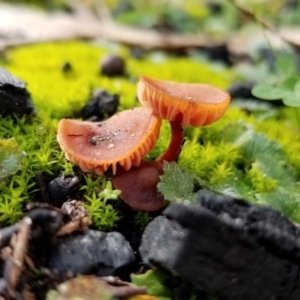 zz agaric (stem; gills not white/cream) at Paddys River, ACT - 20 Jun 2020