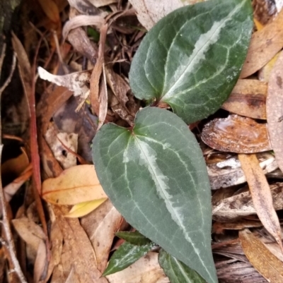 Clematis aristata (Mountain Clematis) at Tidbinbilla Nature Reserve - 20 Jun 2020 by Fiboa