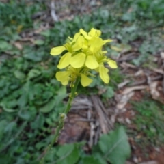 Sisymbrium orientale (Eastern Rocket) at Campbell, ACT - 13 Jun 2020 by AndyRussell