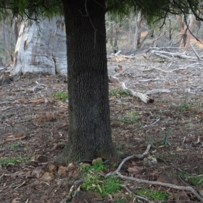 Exocarpos cupressiformis (Cherry Ballart) at Mount Pleasant - 13 Jun 2020 by AndyRussell