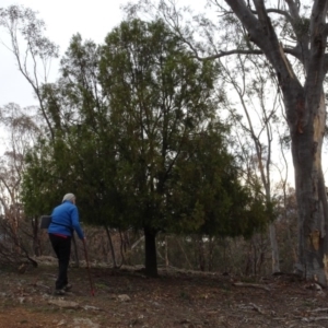 Exocarpos cupressiformis at Campbell, ACT - 13 Jun 2020