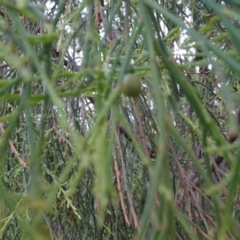 Exocarpos cupressiformis at Campbell, ACT - 13 Jun 2020