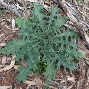 Cirsium vulgare at Campbell, ACT - 13 Jun 2020 03:18 PM