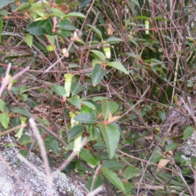 Correa baeuerlenii (Chef's Cap Correa) at Wapengo, NSW - 16 Jun 2020 by MichaelMulvaney