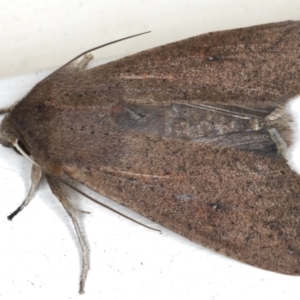 Mythimna (Pseudaletia) convecta at Ainslie, ACT - 20 Jun 2020