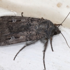 Agrotis infusa (Bogong Moth, Common Cutworm) at Ainslie, ACT - 20 Jun 2020 by jb2602