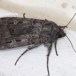 Agrotis infusa at Ainslie, ACT - 20 Jun 2020 09:24 PM