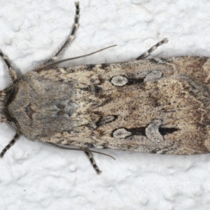 Agrotis infusa at Ainslie, ACT - 20 Jun 2020