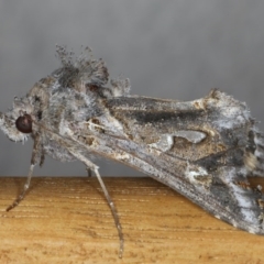 Chrysodeixis argentifera (Tobacco Looper) at Ainslie, ACT - 16 Jun 2020 by jb2602