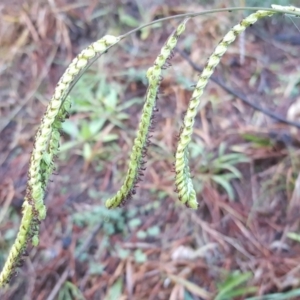 Paspalum dilatatum at Isaacs, ACT - 21 Jun 2020