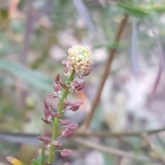 Lepidium hyssopifolium (Aromatic Peppercress) at Farrer Ridge - 20 Jun 2020 by Mike
