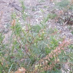 Lepidium hyssopifolium at Farrer, ACT - 20 Jun 2020 03:04 PM