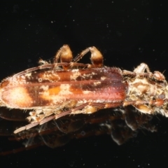 Tessaromma undatum (Velvet eucalypt longhorn beetle) at Ainslie, ACT - 15 Jun 2020 by jb2602