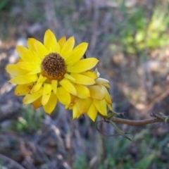 Xerochrysum viscosum (Sticky Everlasting) at Yass River, NSW - 28 May 2020 by SenexRugosus