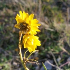 Xerochrysum viscosum at Yass River, NSW - 28 May 2020