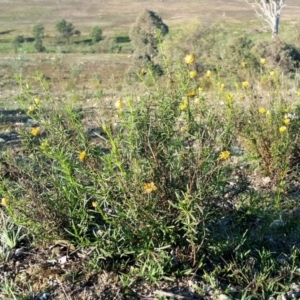 Xerochrysum viscosum at Yass River, NSW - 28 May 2020 03:35 PM