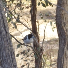 Cracticus torquatus at Yass River, NSW - 17 Jun 2020