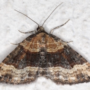 Epyaxa subidaria at Ainslie, ACT - 15 Jun 2020