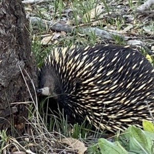 Tachyglossus aculeatus at Tuggeranong DC, ACT - 22 Jun 2020