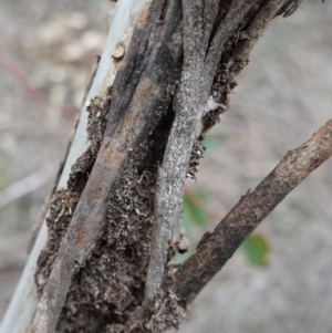 Papyrius nitidus at Hughes, ACT - 17 Jun 2020