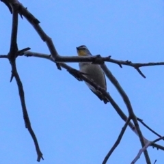 Pardalotus punctatus (Spotted Pardalote) at Deakin, ACT - 21 Jun 2020 by JackyF