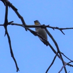 Pardalotus punctatus at Deakin, ACT - 21 Jun 2020