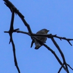 Pardalotus punctatus at Deakin, ACT - 21 Jun 2020