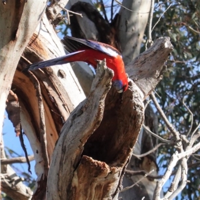 Platycercus elegans (Crimson Rosella) at Hughes, ACT - 19 Jun 2020 by JackyF