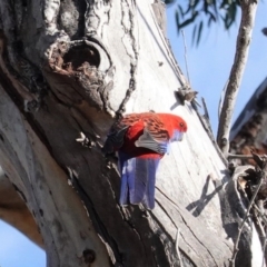 Platycercus elegans at Hughes, ACT - 19 Jun 2020