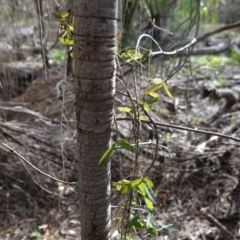 Glycine clandestina (Twining Glycine) at Deakin, ACT - 17 Jun 2020 by JackyF