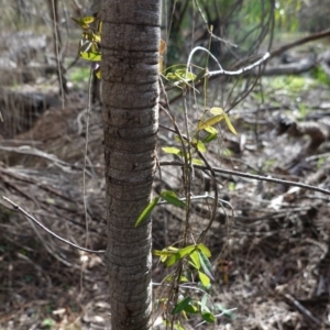 Glycine clandestina at Deakin, ACT - 17 Jun 2020