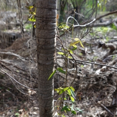 Glycine clandestina (Twining Glycine) at Deakin, ACT - 17 Jun 2020 by JackyF