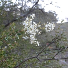 Bursaria spinosa subsp. lasiophylla (Australian Blackthorn) at Jerrabomberra, ACT - 22 Jun 2020 by Mike