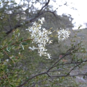 Bursaria spinosa subsp. lasiophylla at Jerrabomberra, ACT - 22 Jun 2020