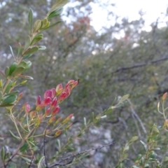 Bursaria spinosa subsp. lasiophylla at Jerrabomberra, ACT - 22 Jun 2020