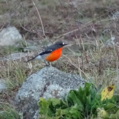 Petroica phoenicea (Flame Robin) at Isaacs Ridge - 22 Jun 2020 by Mike