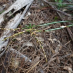 Lepidosperma laterale at Red Hill, ACT - 17 Jun 2020 03:27 PM