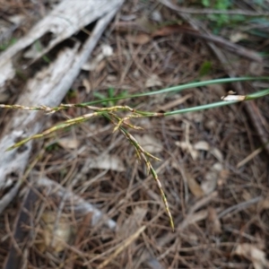 Lepidosperma laterale at Red Hill, ACT - 17 Jun 2020 03:27 PM