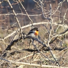 Petroica boodang (Scarlet Robin) at Jerrabomberra, ACT - 22 Jun 2020 by Mike