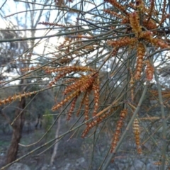 Allocasuarina verticillata (Drooping Sheoak) at Isaacs Ridge - 22 Jun 2020 by Mike