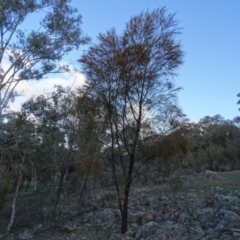 Allocasuarina verticillata at Isaacs Ridge - 22 Jun 2020 03:47 PM